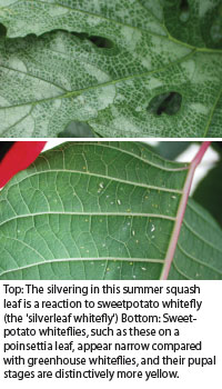 What are some good insecticides for the whitefly?