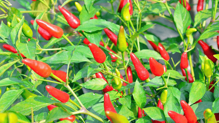 Chilli White long conical Upright variety 25 Seeds 