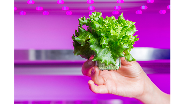 First large-scale commercial vertical farm in Europe to be set up in the Netherlands