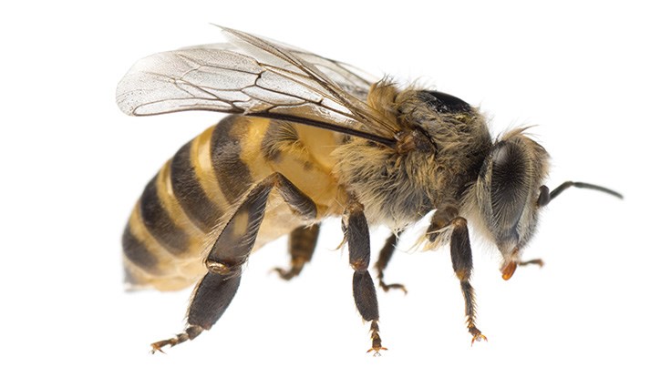 Honeybee research co-op breeds a mite-killing bee