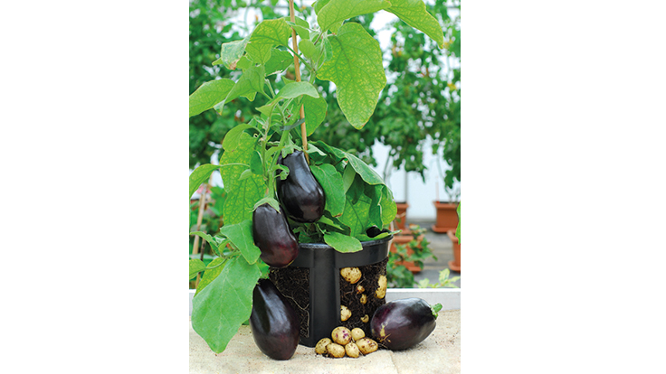 Thompson & Morgan successfully graft eggplant/potato plant