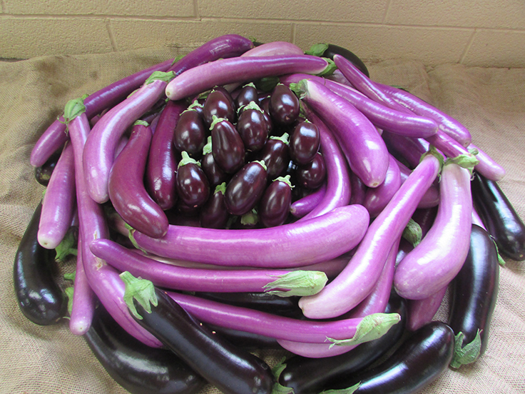 Vineland reports findings on commercial potential for eggplant varieties