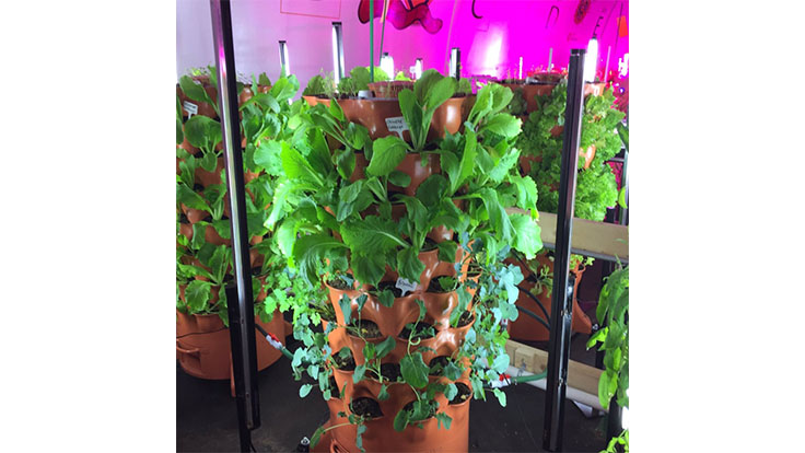 Regina Food Bank now growing its own food in greenhouse