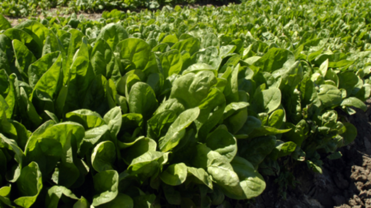 Village Farms announces renewable energy development in Texas - Produce Grower How To Grow Spinach In Texas