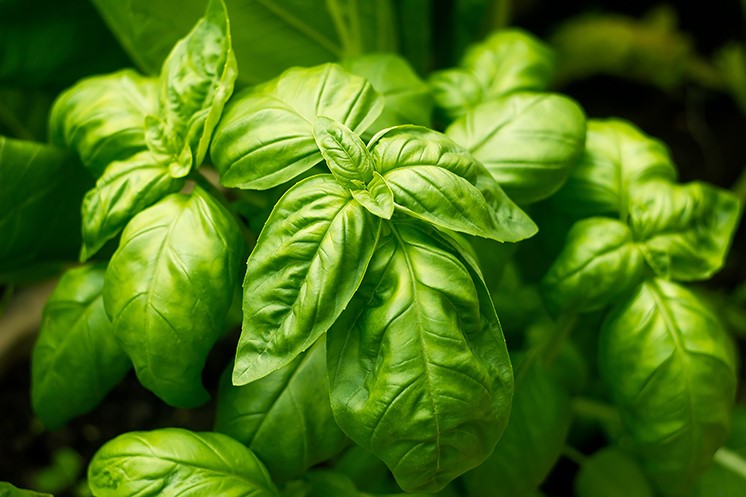 Researchers seek responses to culinary herbs survey