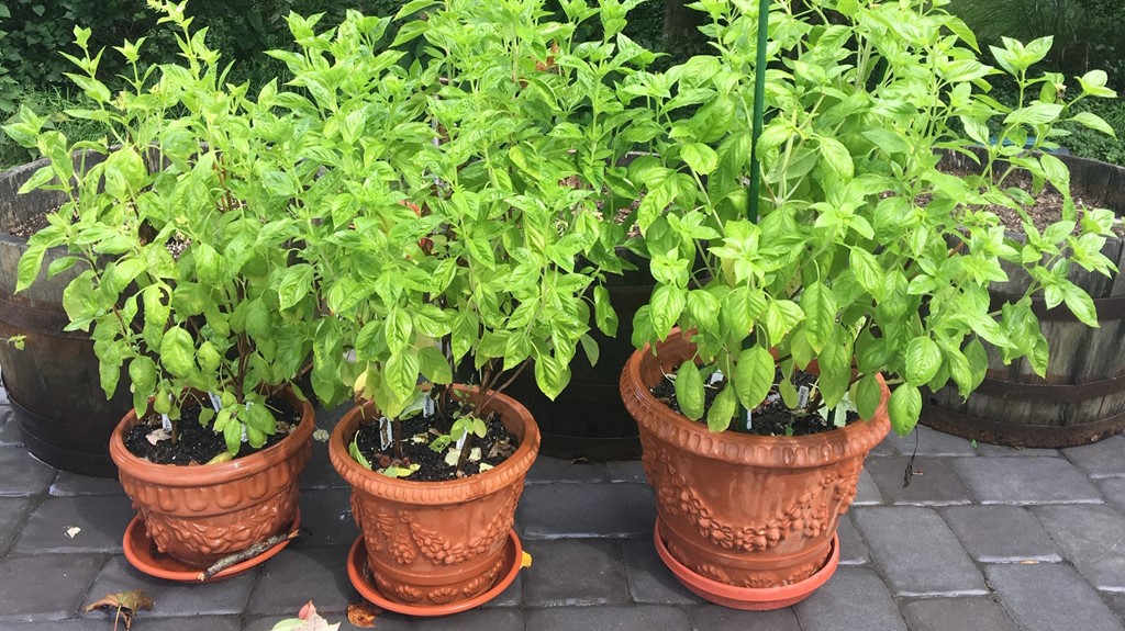 Four new Rutgers sweet basil varieties are available to home gardeners