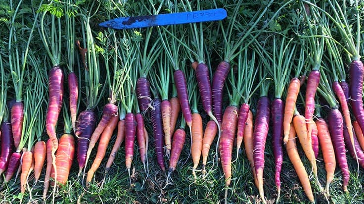 Soil microbiome can improve carrot resistance to deadly fungus
