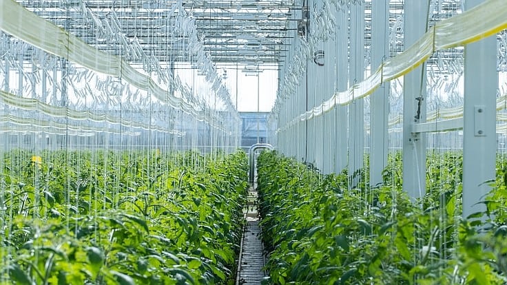 Kentucky-Netherlands CEA collaboration adds vertical farms, universities 