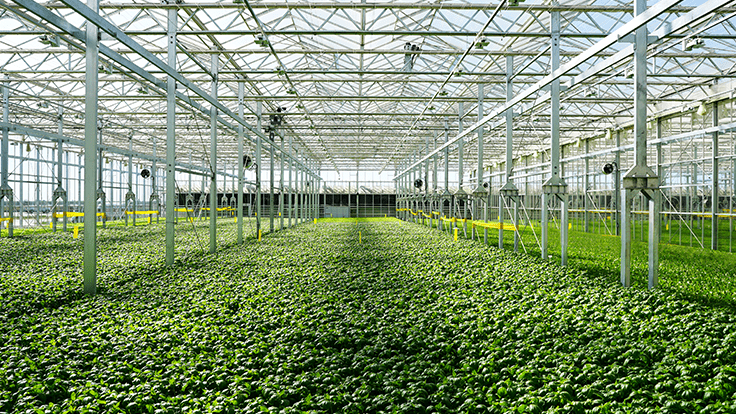 Gotham Greens to double production space this year