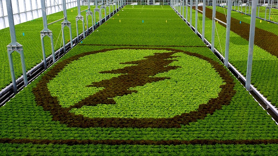 Touch of Green: Gotham Greens launches Grateful Dead branded lettuce