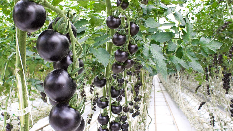 Nature Fresh Farms debuts new purple tomato