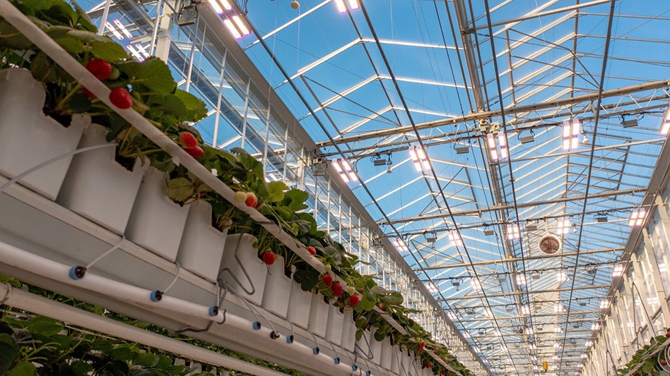 Mucci Farms using LEDs for strawberry trials