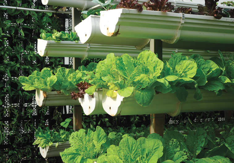 Challenges of vertical farming: