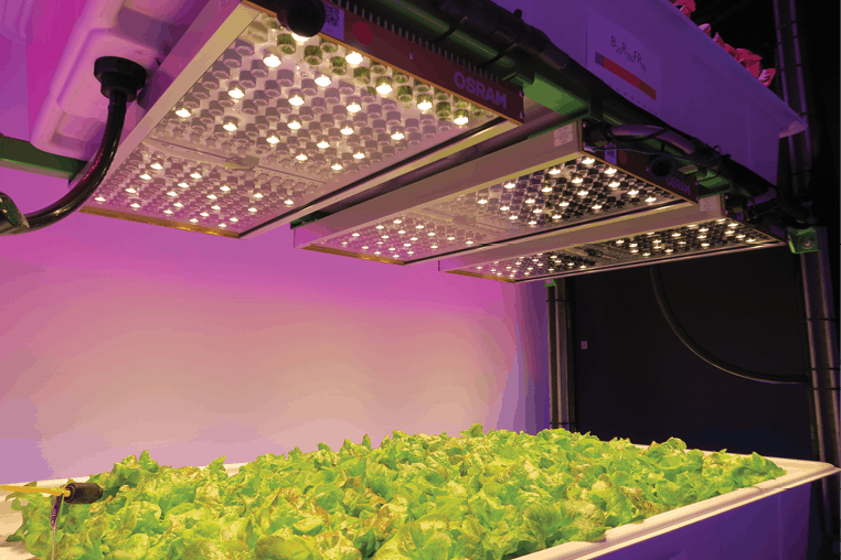 Lighting Requirements For Hydroponic Plants