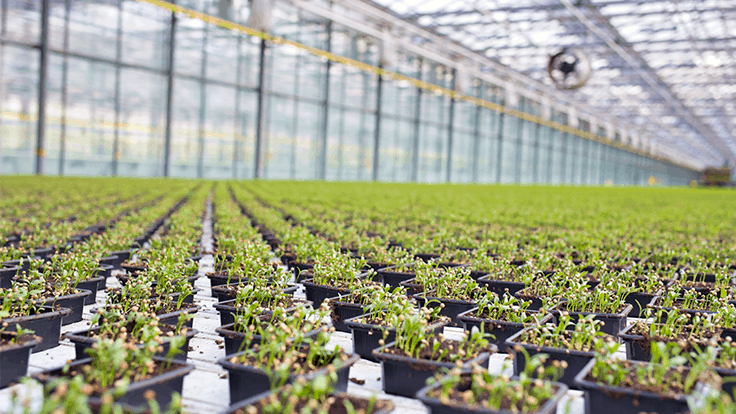 Controlling containerized herb growth