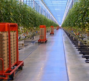 Mastronardi plans Coldwater greenhouse expansion Produce Grower