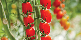 Growers get a closeup look at De Ruiter tomato pipeline Produce Grower