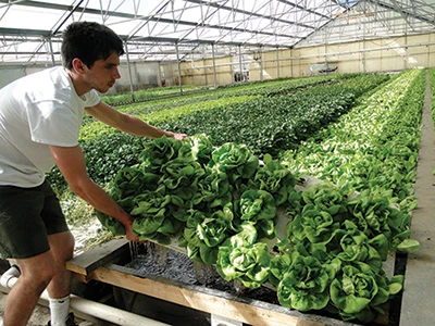 Leafy greens in a greenhouse