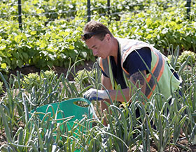 Fresh produce, fresh start for Salt Lake County inmates - Produce Grower