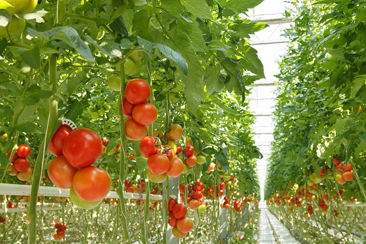 Tomatoes hanging on branches