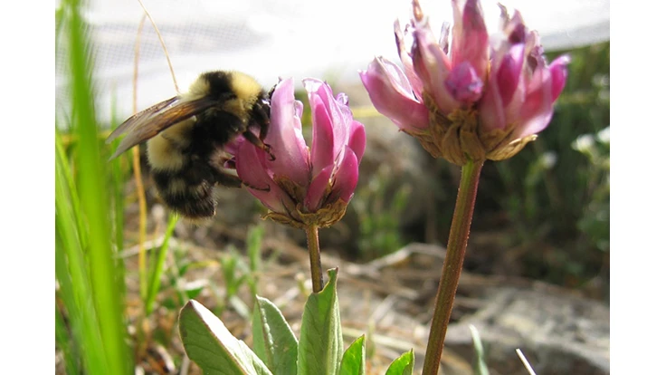 Pink flowers with bee pollinating