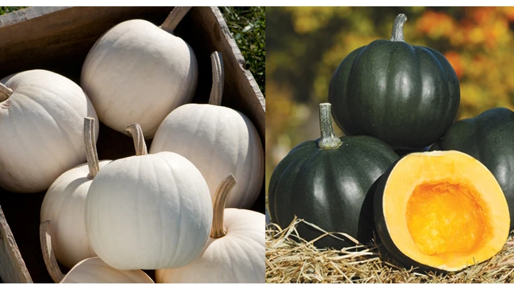 Two side-by-side photos show a pile of white pumpkins in a box and a stack of green pumpkins on a straw bale. One of the green pumpkins is cut in half, and the orange inside is visible.