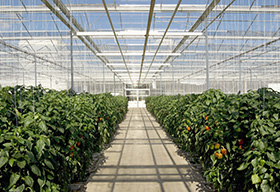 Mexican produce growers open stateoftheart greenhouse in Southern