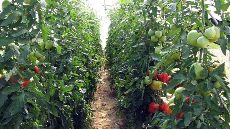 Rows of tomatoes growing in the ground.