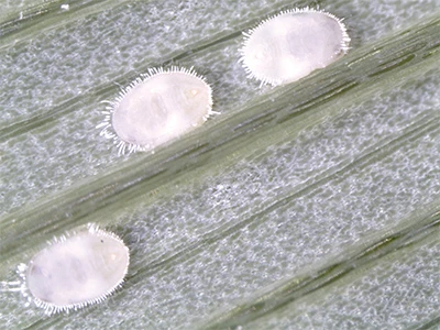 Three white insects.