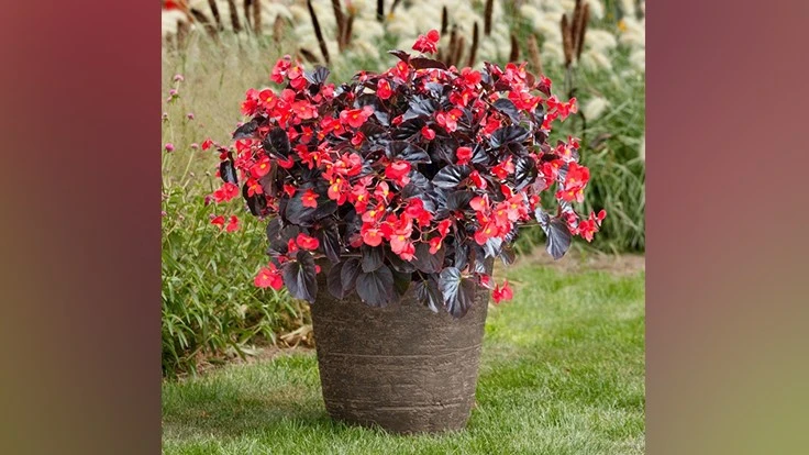 Potted red flowers