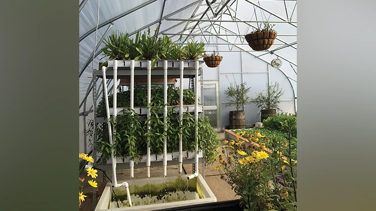 A view of green produce growing inside a plastic-covered greenhouse.