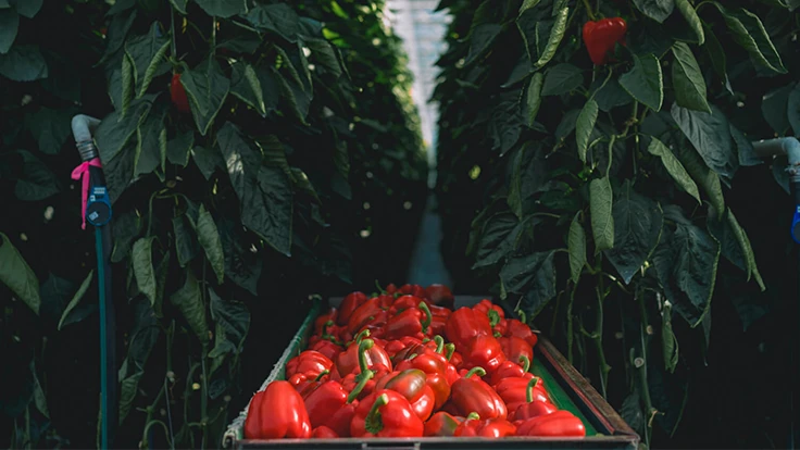 Photo courtesy of NatureFresh Farms