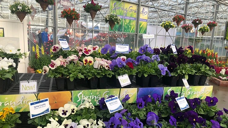 Flowers on a greenhouse shelf.