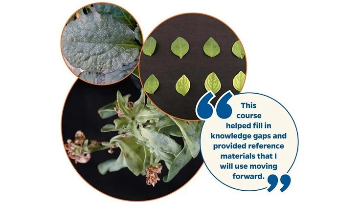 Photo © University of Florida IFAS Extension