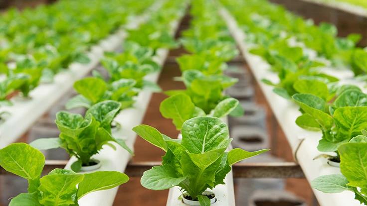 Photo: Kenishirotie, Adobe Stock