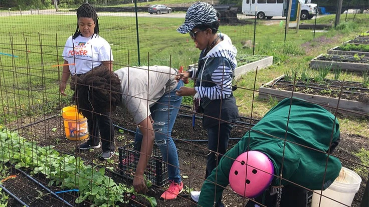 Opportunity Knocks' Knockout Farm in Maywood, Illinois