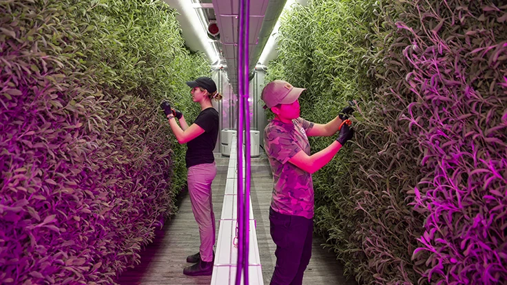 Inside a Square Roots farm