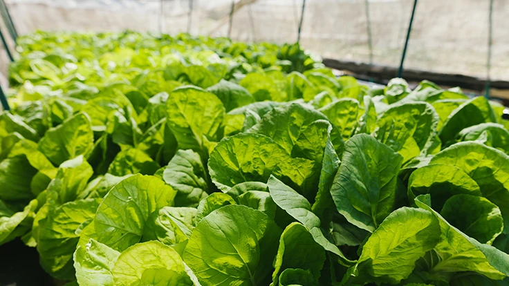 Photo: Korradol, Adobe Stock