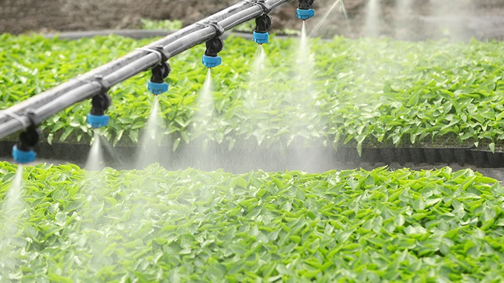 Photo: Africa Studio, Adobe Stock