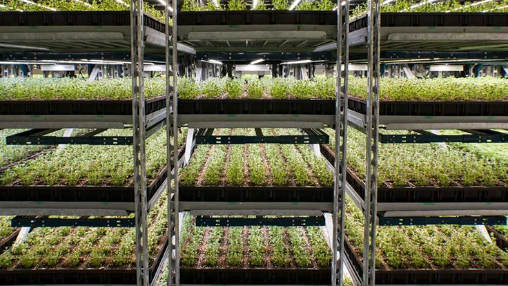 Inside one of Shenandoah Growers' facilities