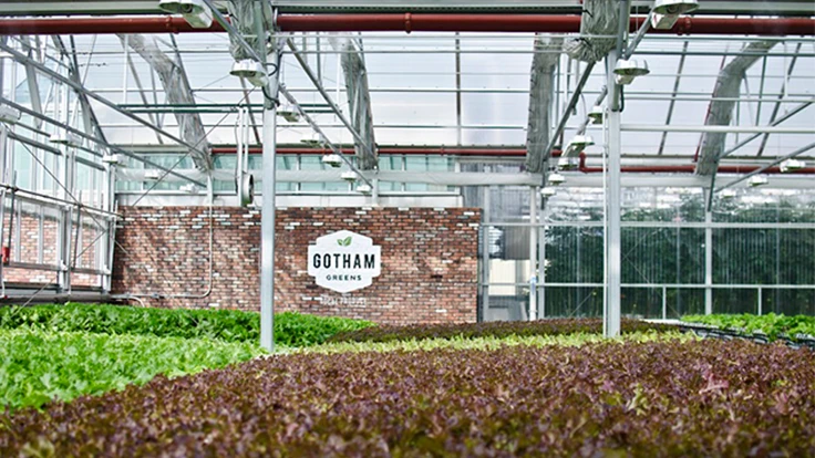 Photo courtesy of Gotham Greens