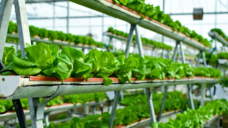 Leafy greens growing in an aquaponic system in a greenhouse.