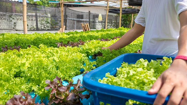 Greens being harvested from a hydroponic growing system