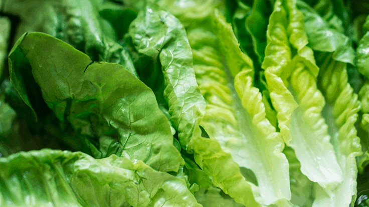Green romaine lettuce.
