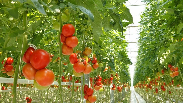 Photo: © Leonidovich, Adobe Stock