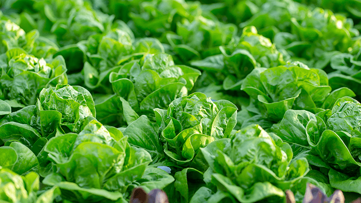 Hydroponic greenhouse project approved for ster, Produce