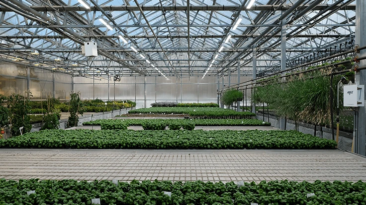 White LED lamps are used to improve basil production in a greenhouse.