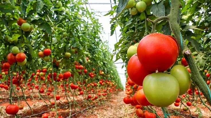 © Esin Deniz | Adobe Stock