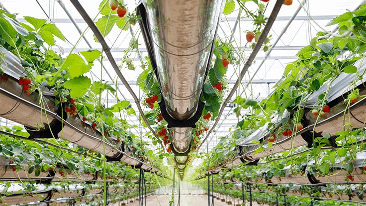Strawberries growing in a hydroponic system