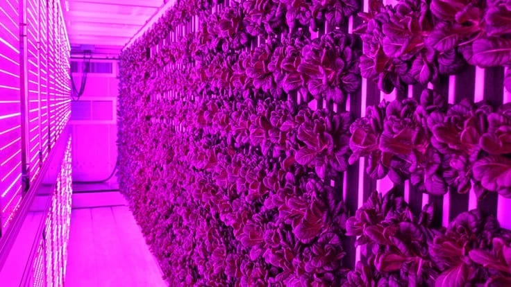 Inside of a Freight Farms Greenery container farm